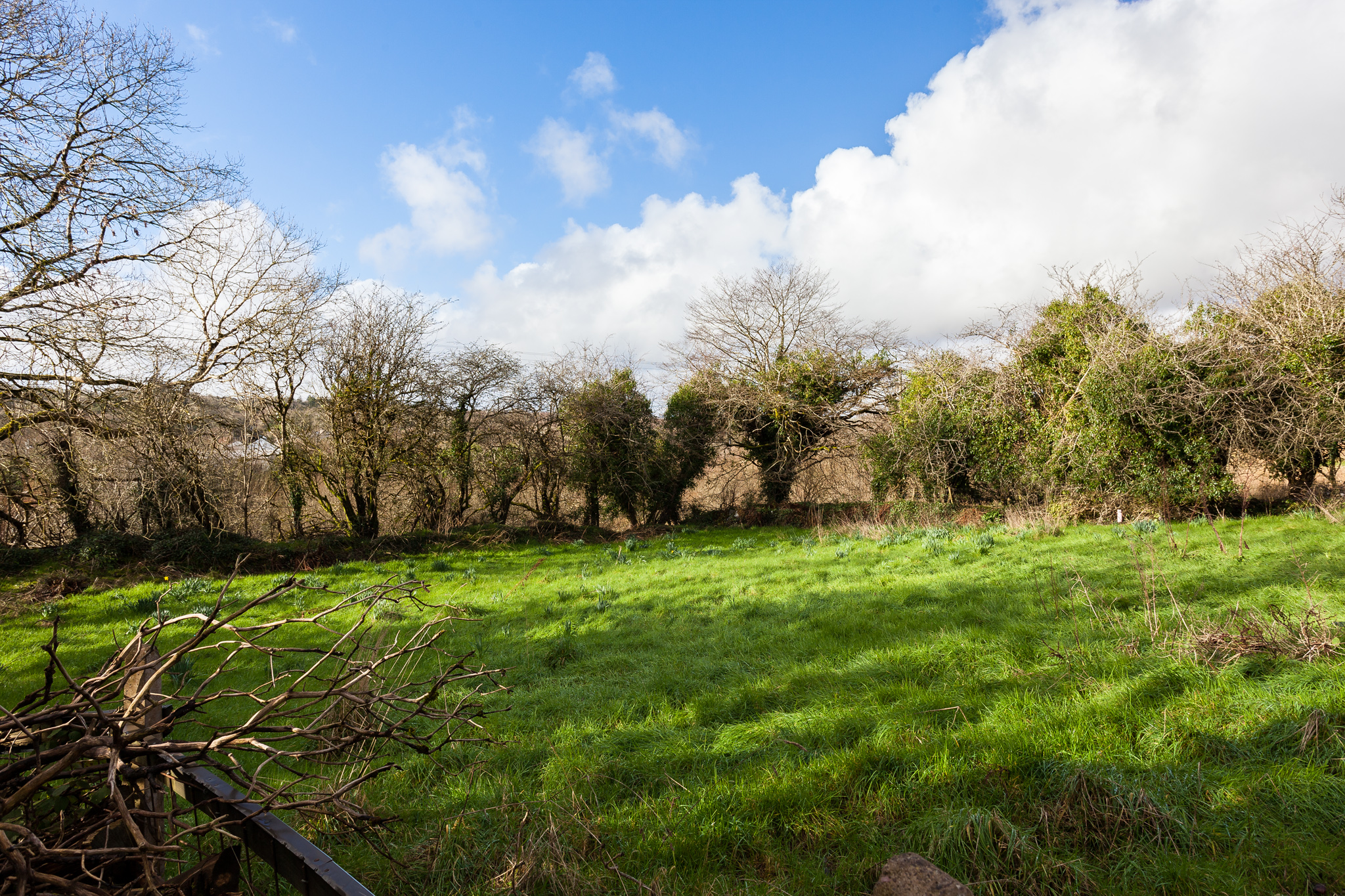 Photo: Niamh Whitty/www.pictureitsold.ie