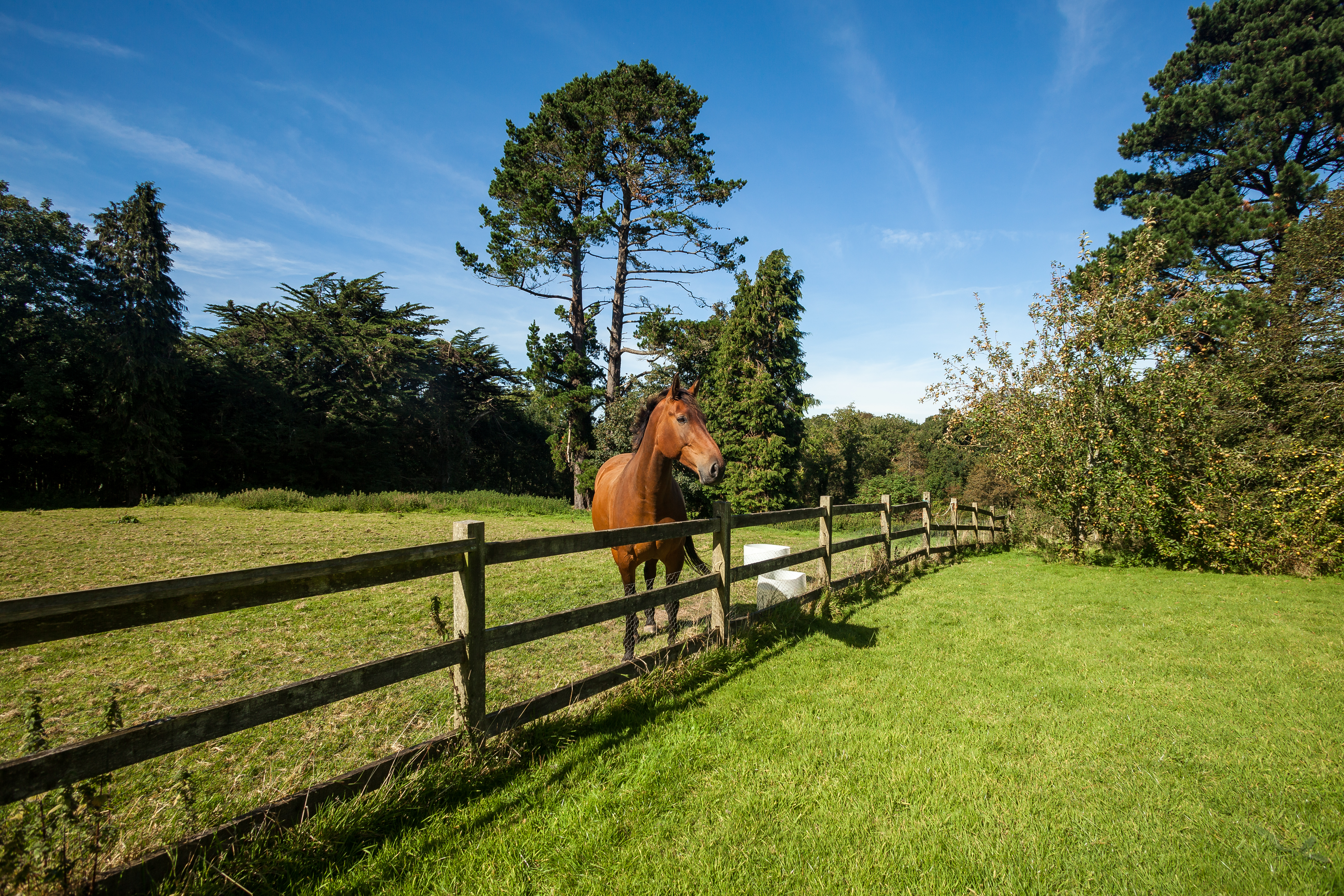 Photo: Niamh Whitty/www.pictureitsold.ie