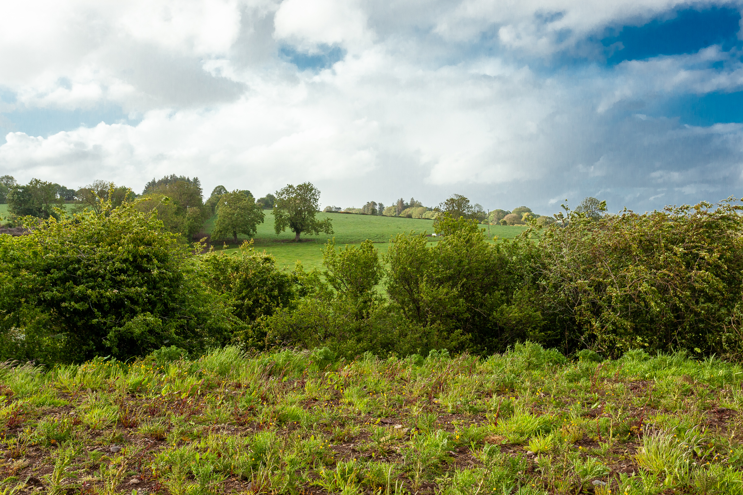 Photo: Niamh Whitty/www.pictureitsold.ie