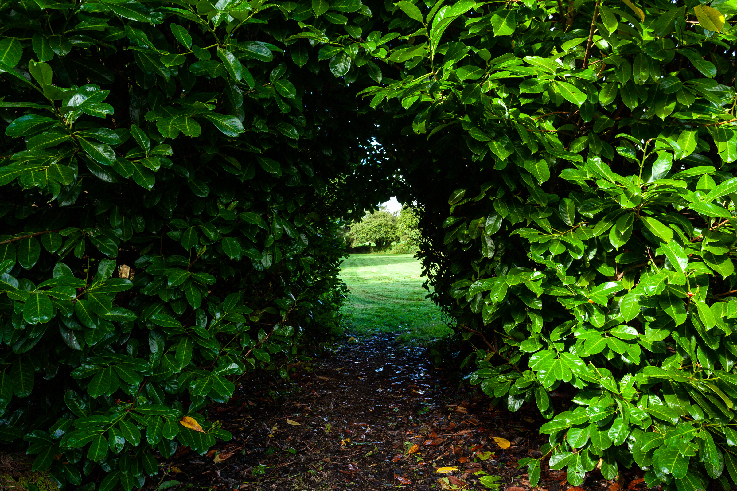 Photo: Niamh Whitty/www.pictureitsold.ie
