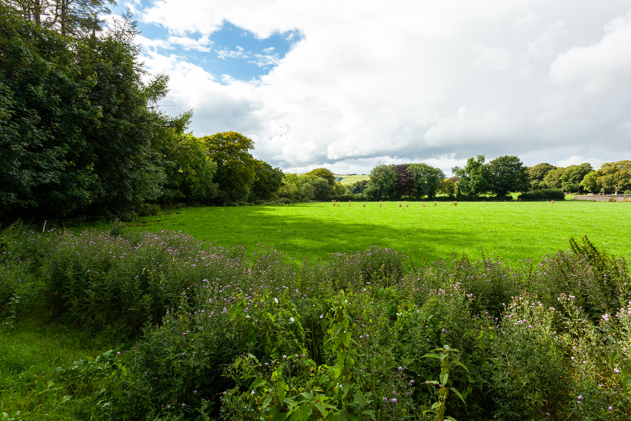 Photo: Niamh Whitty/www.pictureitsold.ie