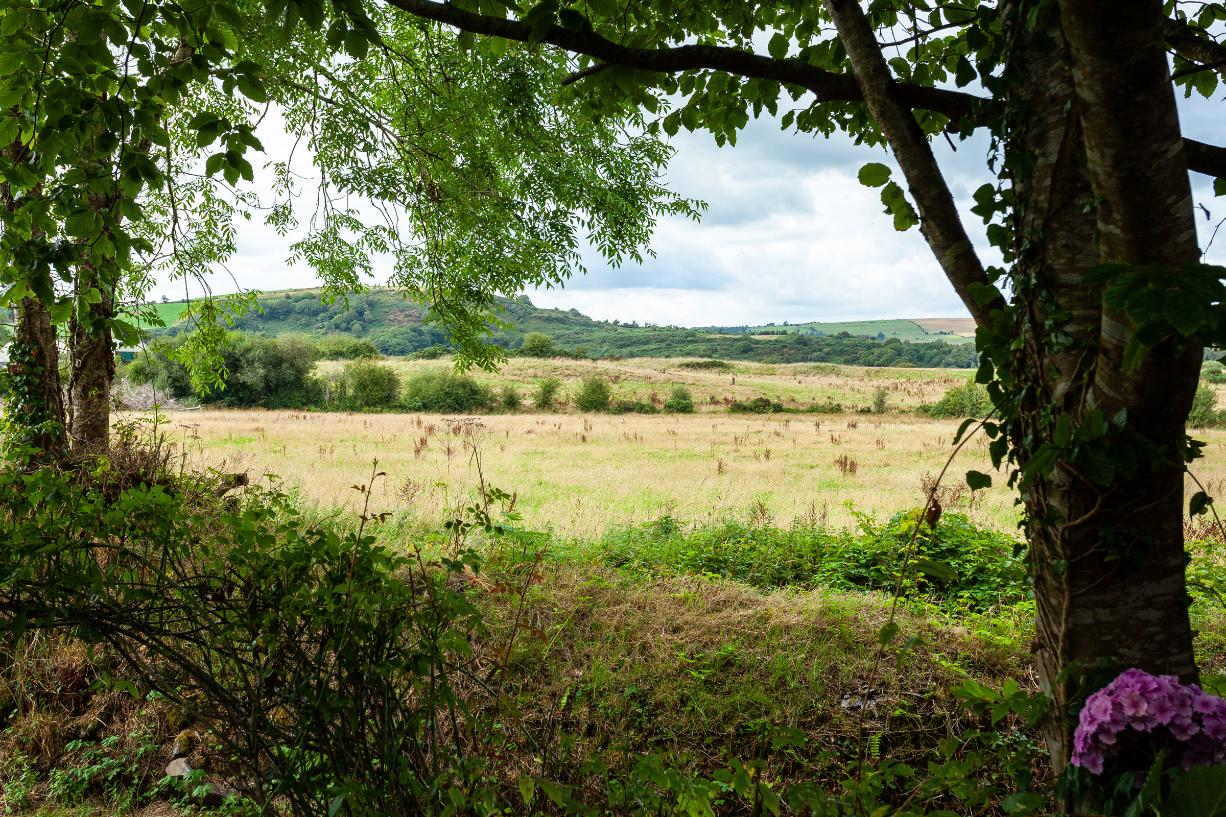 Photo: Niamh Whitty/www.pictureitsold.ie