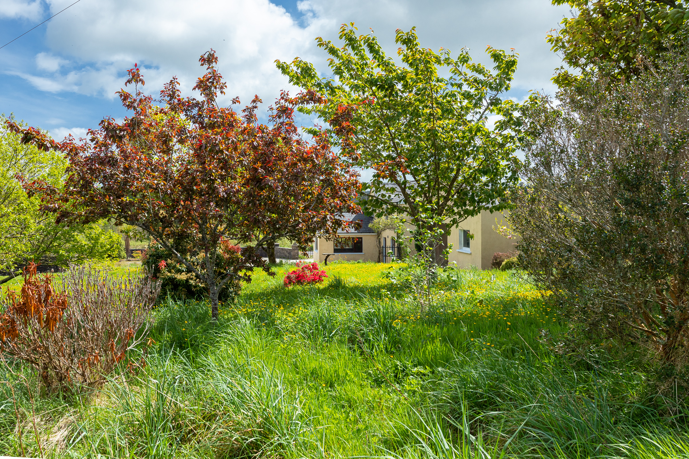 Photo: Niamh Whitty/www.pictureitsold.ie