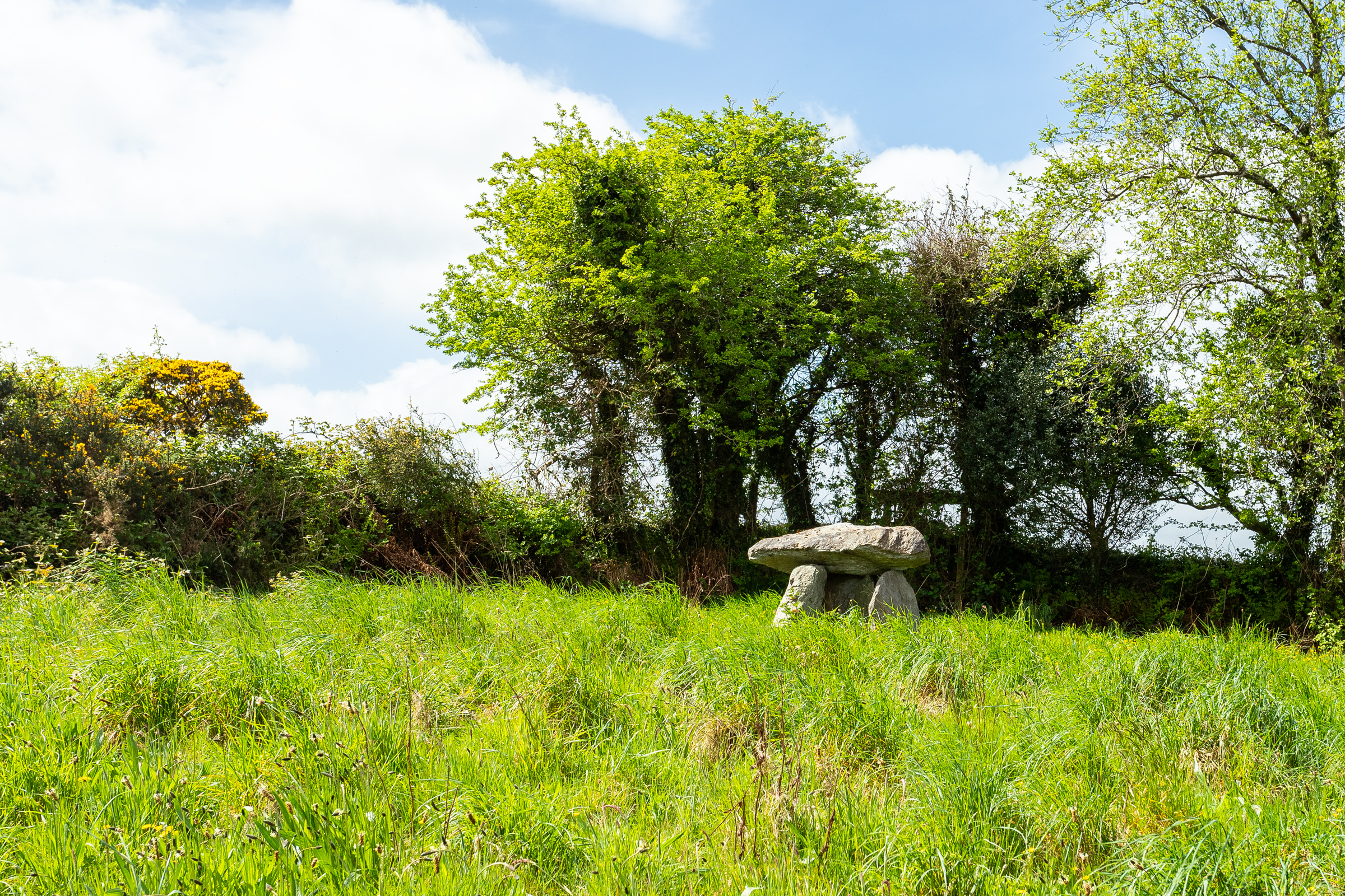 Photo: Niamh Whitty/www.pictureitsold.ie