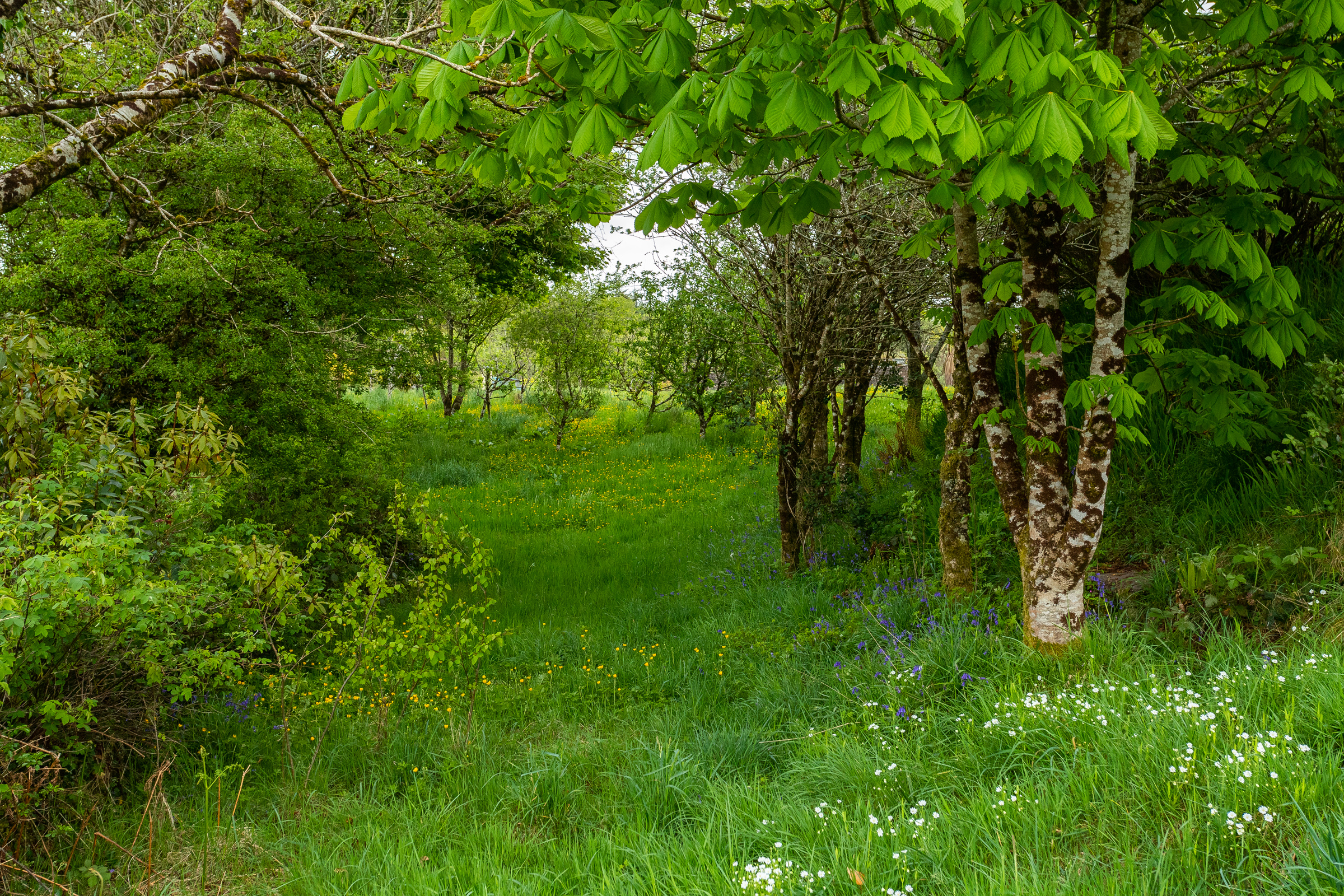 Photo: Niamh Whitty/www.pictureitsold.ie