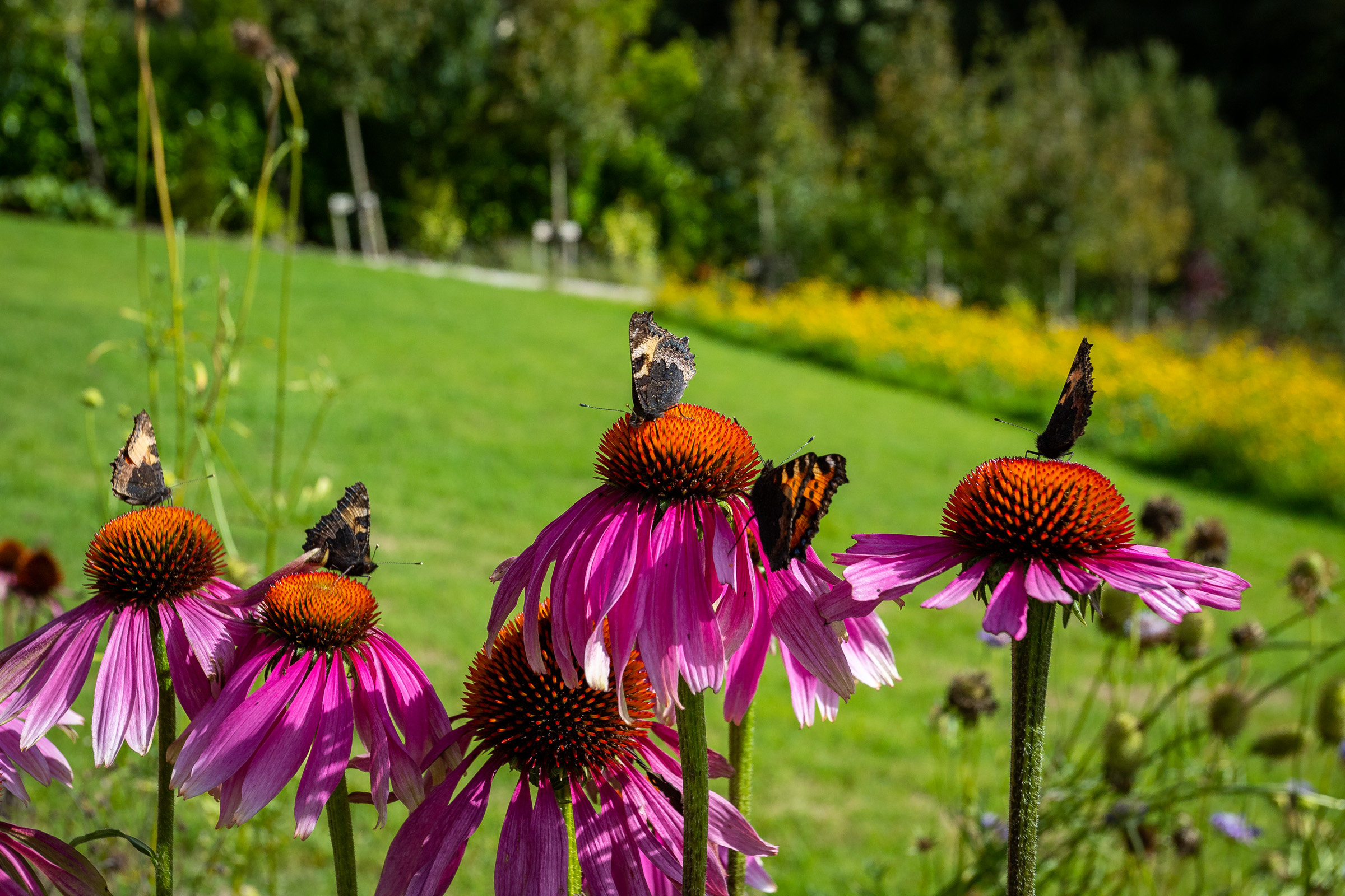 Photo: Niamh Whitty/www.pictureitsold.ie