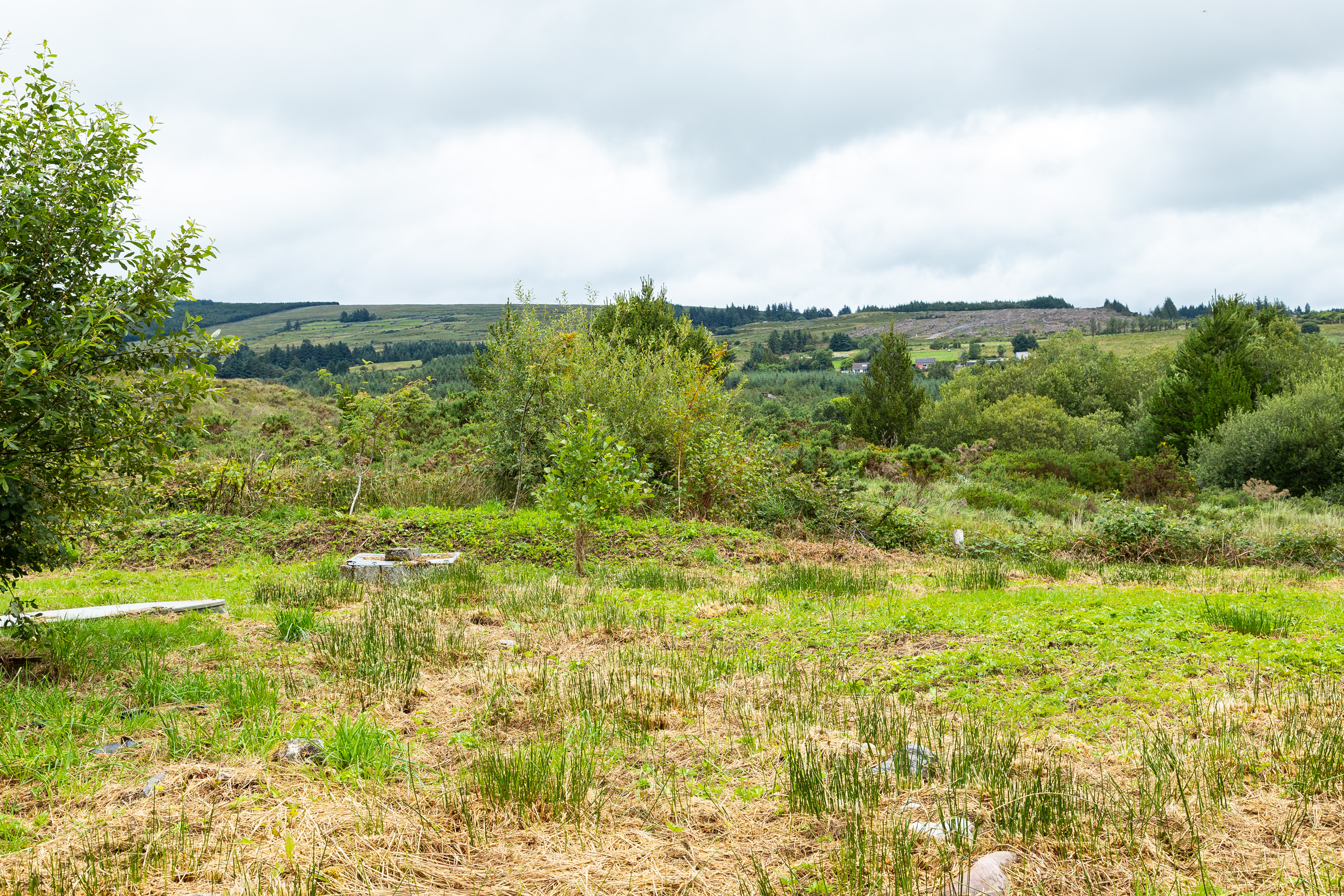 Photo: Niamh Whitty/www.pictureitsold.ie
